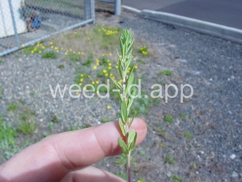 loosestrife, hyssop